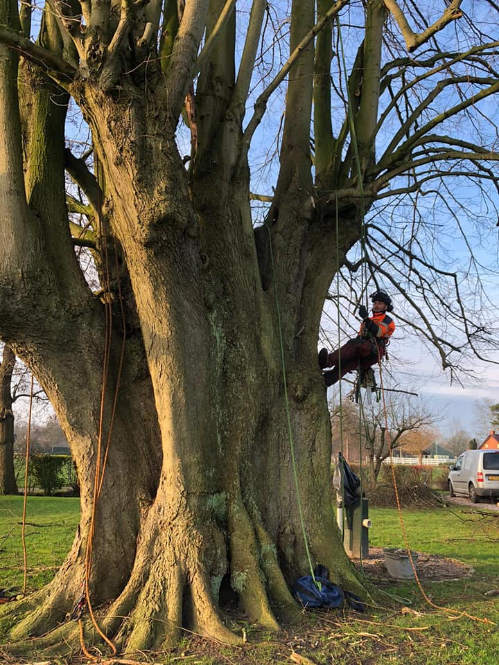 monumentale bomen